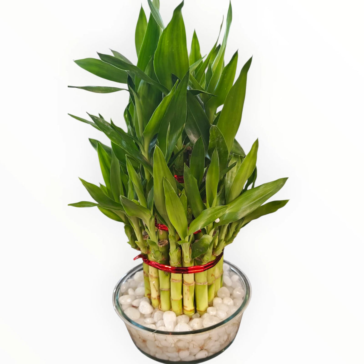 Lucky Bamboo Glass Bowl – White Pebbles | Feng Shui Indoor Plant | My Plant My Taste