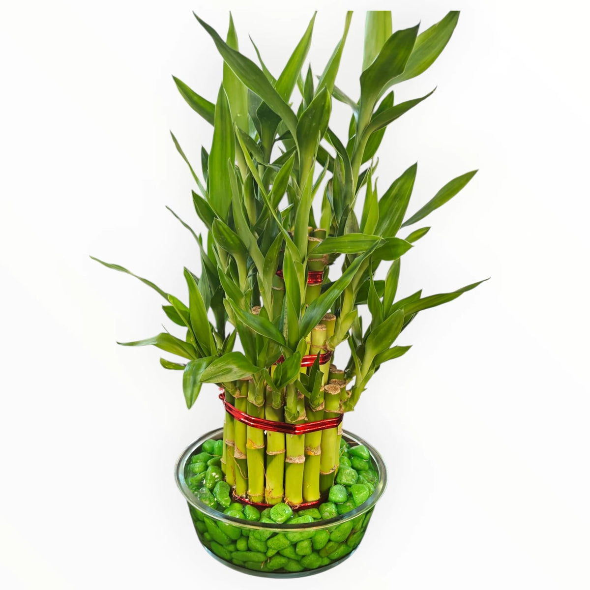 Lucky Bamboo Plant in Glass Bowl – Green Pebbles | Feng Shui Décor Plant | My Plant My Taste