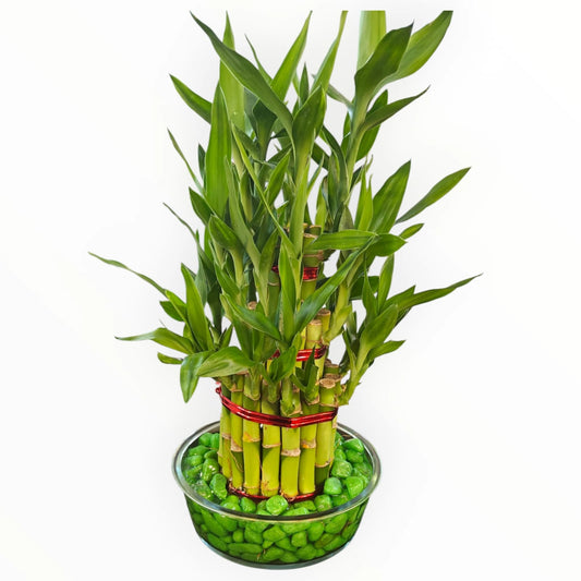 Lucky Bamboo Plant in Glass Bowl – Green Pebbles | Feng Shui Décor Plant | My Plant My Taste