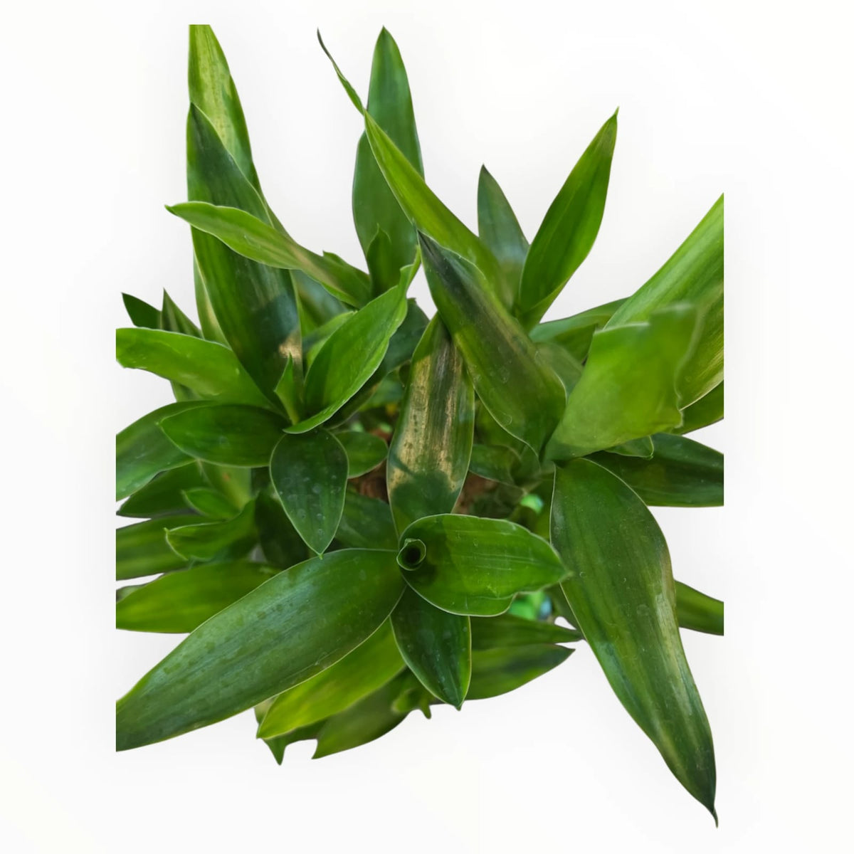Lucky Bamboo Plant in Glass Bowl – Green Pebbles | Feng Shui Décor Plant | My Plant My Taste