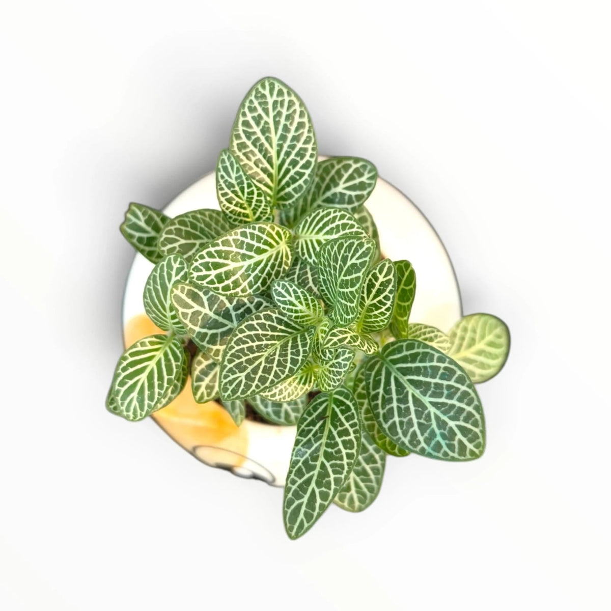 Fittonia Nerve Plant in Cute Penguin Pot | Indoor Tabletop Plant | My Plant My Taste