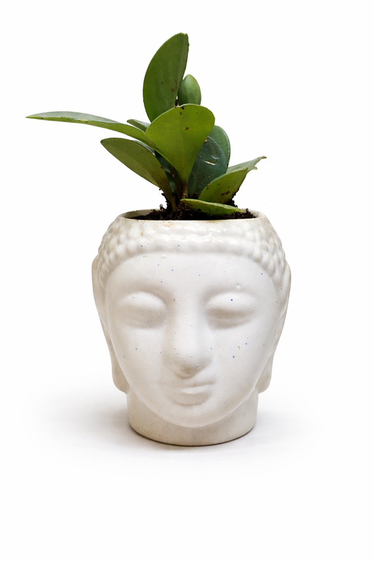 Peperomia in Buddha Planter – Calm & Positive Decor Plant