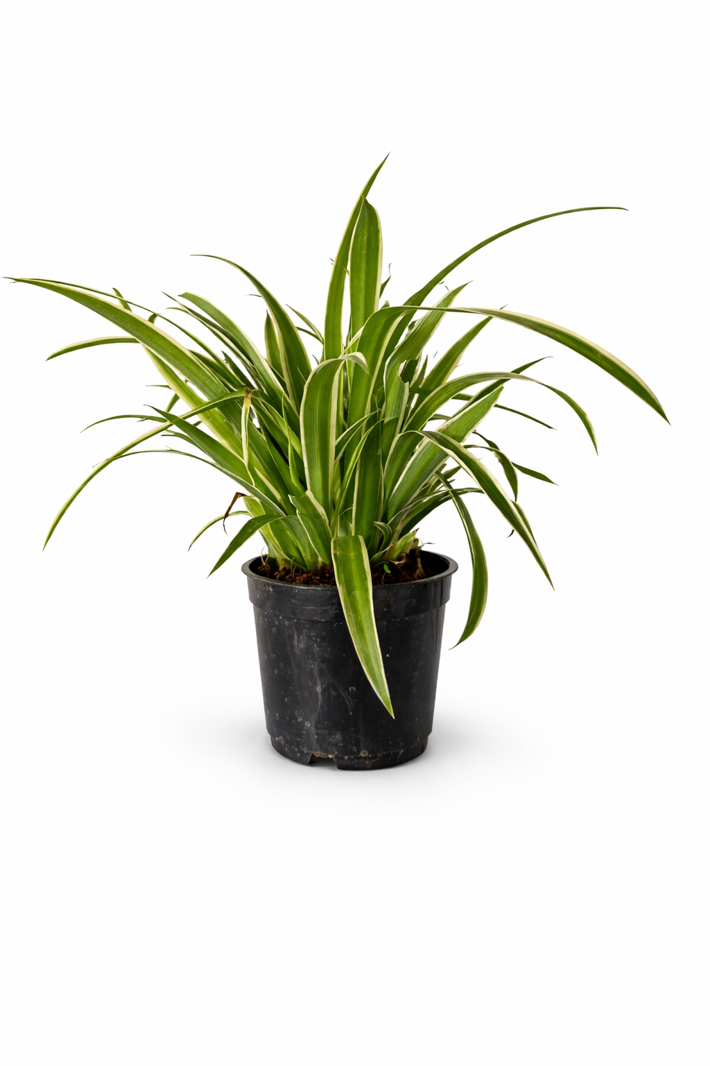 🌿 Spider Plant – Air Purifying Indoor Plant