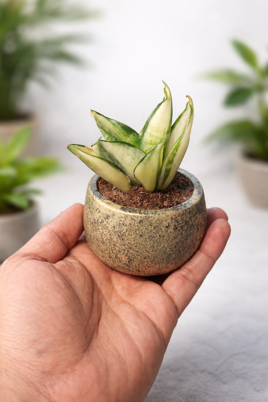 Mini Snake Plant (Sansevieria) – Indoor Desk Plant with Pot