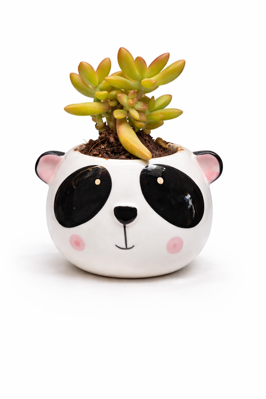 Succulent (Golden Sedum ) in Panda Planter