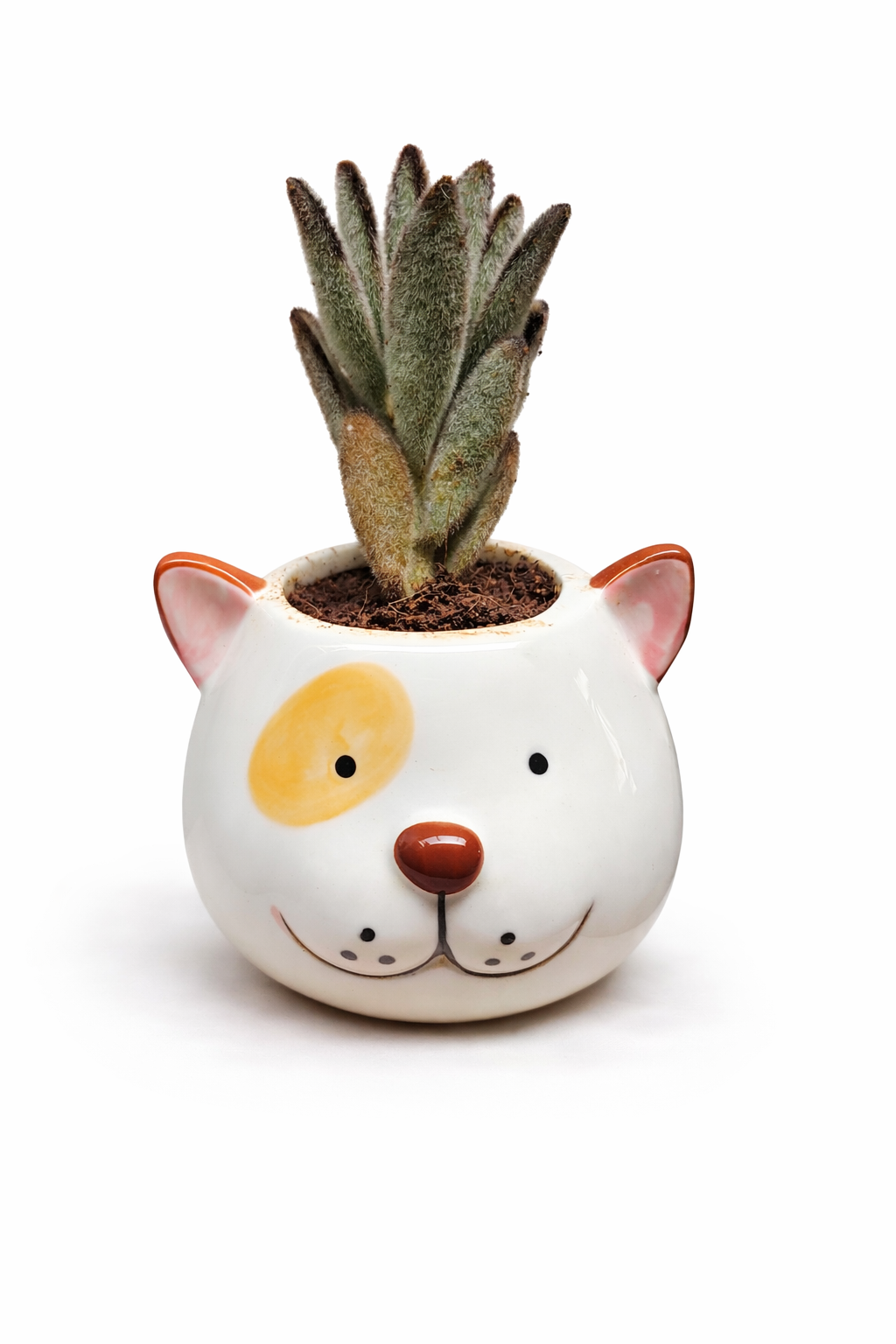 Fuzzy Succulent (Kalanchoe Tomentosa / Panda Plant) in Cute Dog Planter