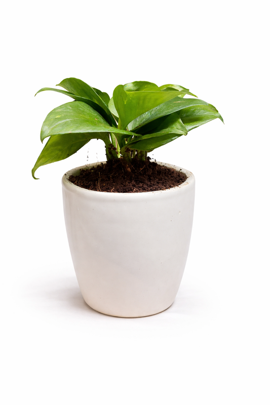 Green Money Plant (Pothos / Epipremnum aureum) in a white ceramic pot