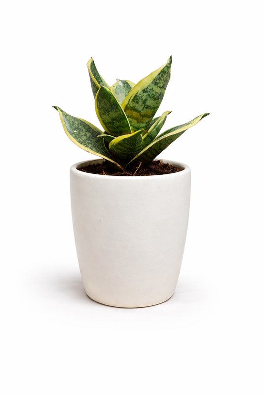 Snake Plant (Hahnii Variegated) in Elegant White Ceramic Pot