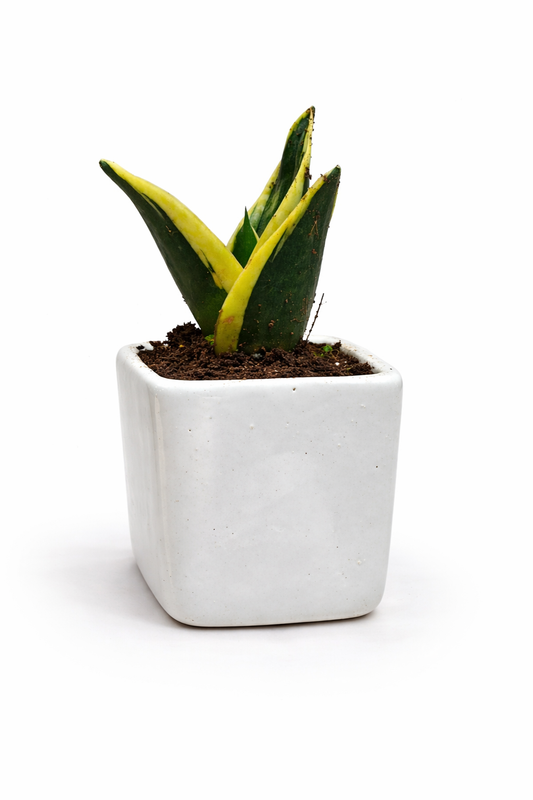 🌿 Snake Plant in White Ceramic Pot – Minimal Indoor Plant