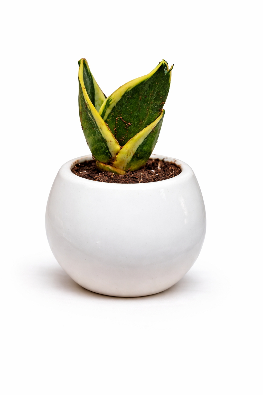 Snake Plant (Hahnii Variegated – Bird’s Nest Snake Plant) in a round white ceramic bowl