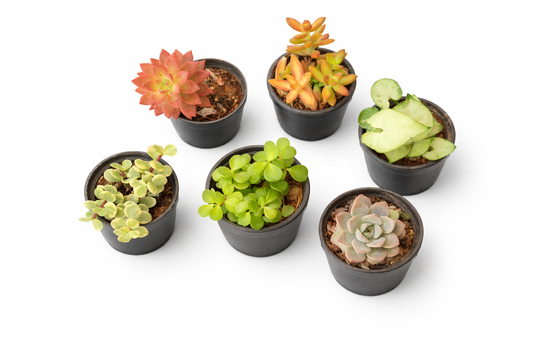 🌵 Pack of 6 Succulents – Mini Indoor Plant Collection