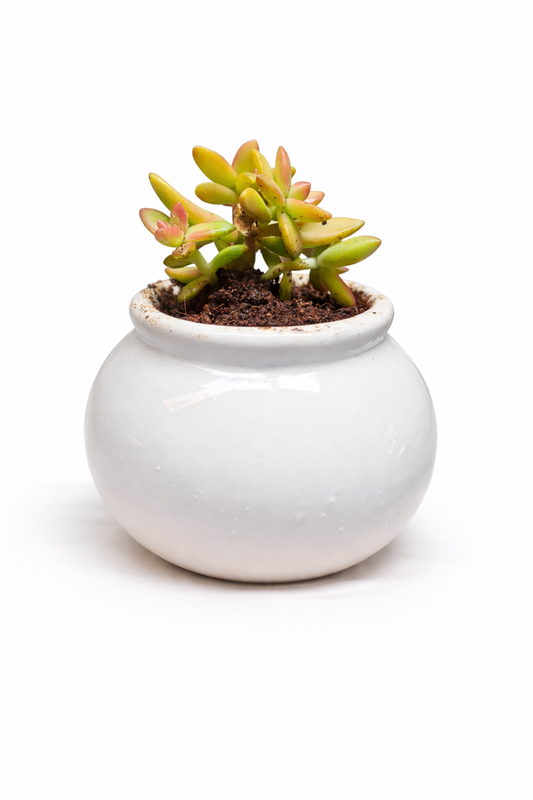 Succulent (Sedum / Golden Sedum type) in a glossy white ceramic bowl pot