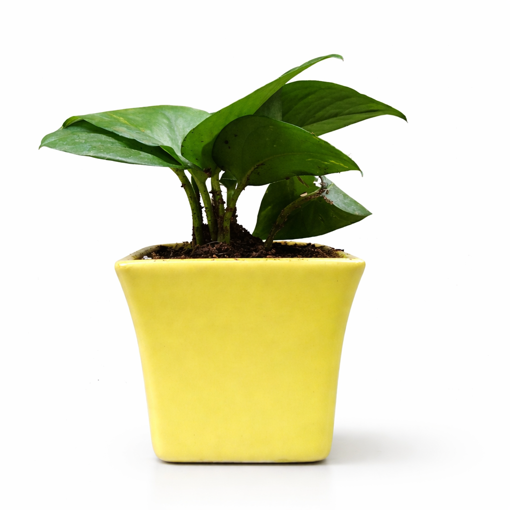 Money Plants (Pothos) in colored ceramic pots (Yellow & Green variants).