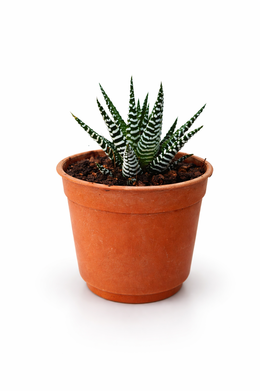 Zebra Haworthia Succulent – Low Maintenance Indoor Plant
