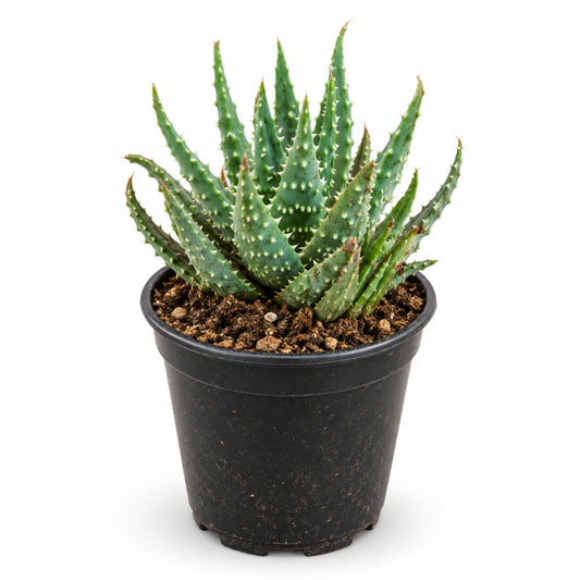 Compact Aloe succulent with spiky green leaves in black nursery pot