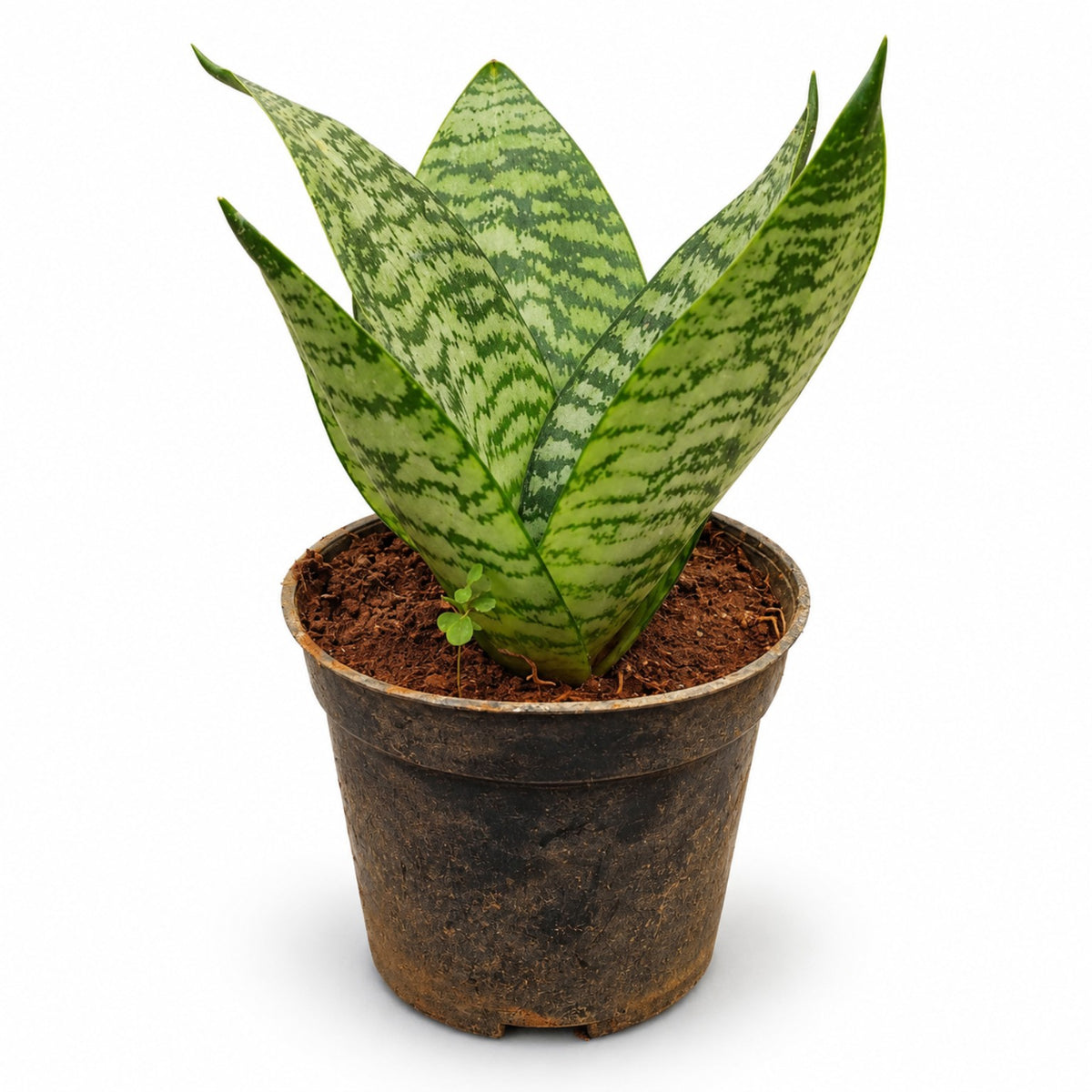 Bird's Nest Snake Plant with compact striped green leaves in black nursery pot