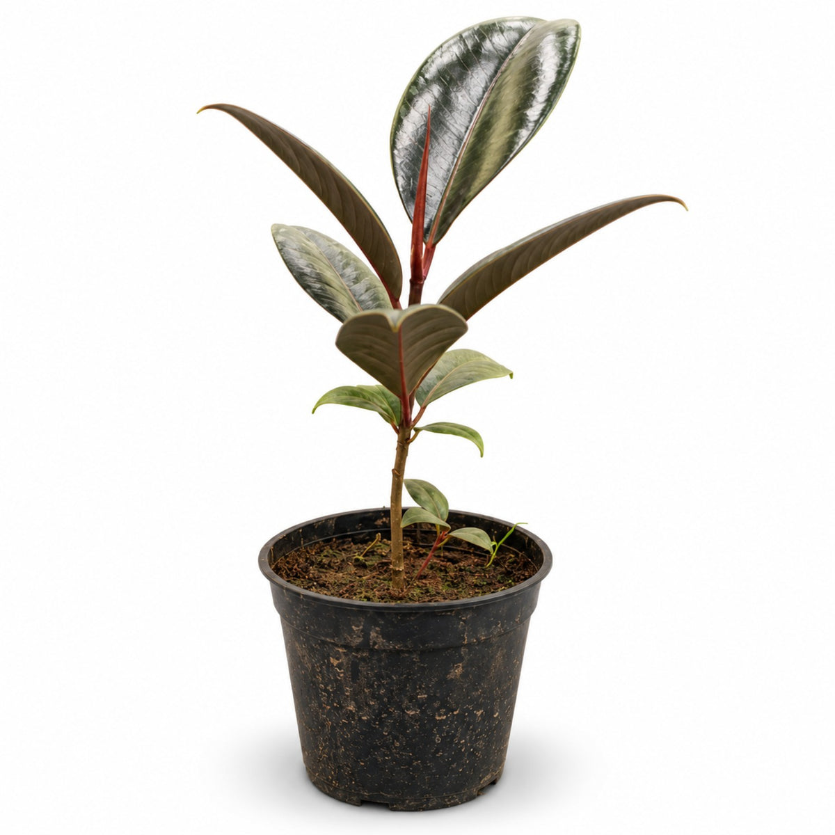 Burgundy Rubber Plant with dark burgundy and green leaves in black nursery pot