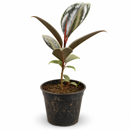 Burgundy Rubber Plant with dark burgundy and green leaves in black nursery pot