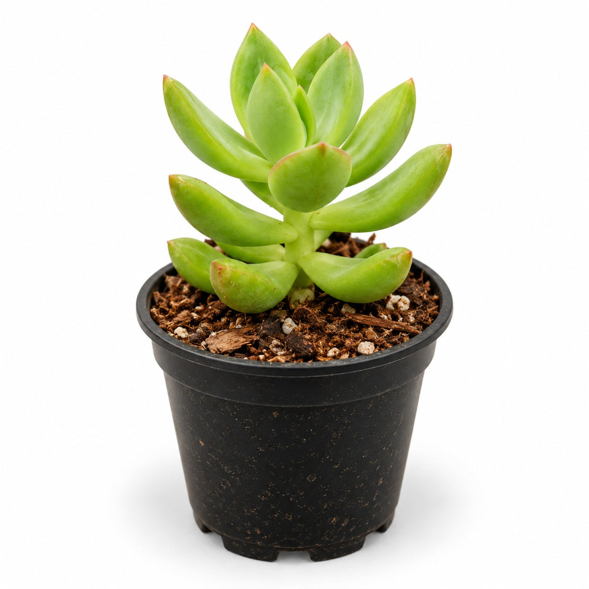 Coppertone Stonecrop Sedum nussbaumerianum succulent plant in black nursery pot