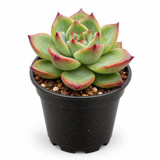 Echeveria agavoides Lipstick red-tipped succulent in black nursery pot