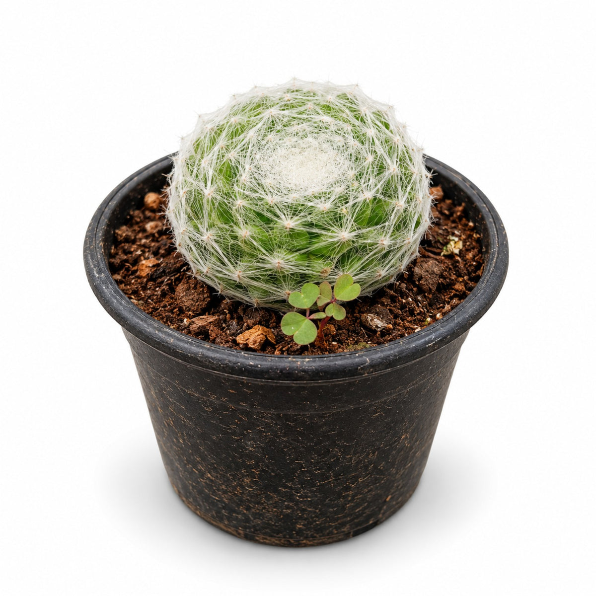 Feather cactus with white feathery spines in black nursery pot