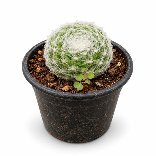 Feather cactus with white feathery spines in black nursery pot