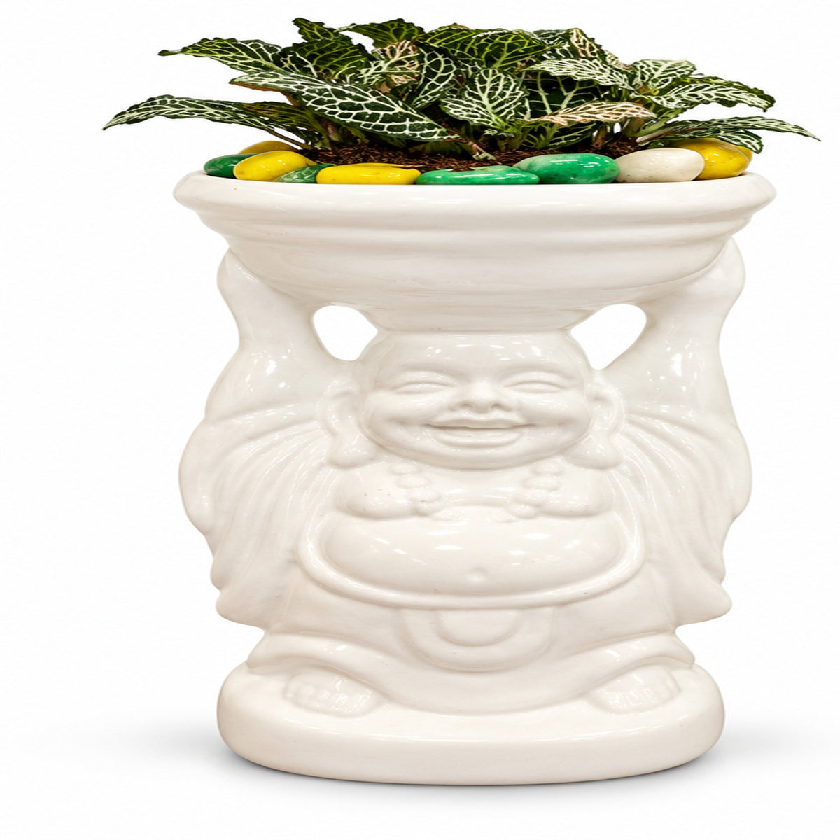 Fittonia plant in Laughing Buddha white ceramic planter front product photo