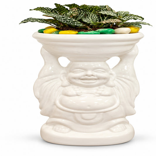 Fittonia plant in Laughing Buddha white ceramic planter front product photo