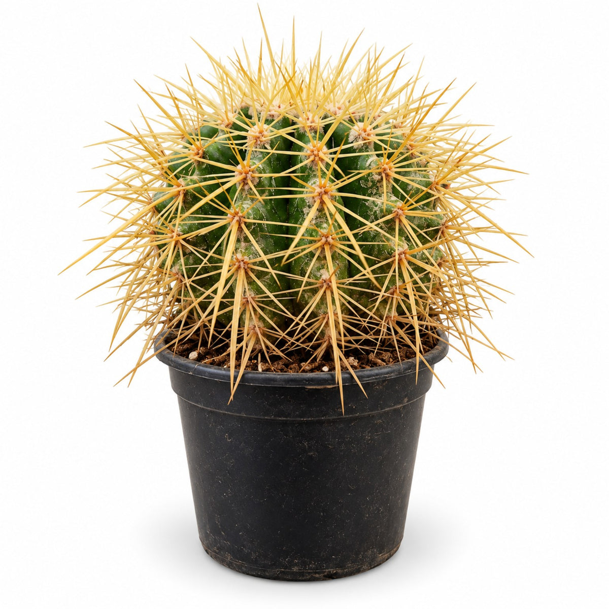 Golden Barrel Cactus in black nursery pot