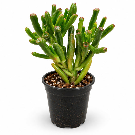 Gollum Jade Crassula ovata with tubular green leaves in black nursery pot
