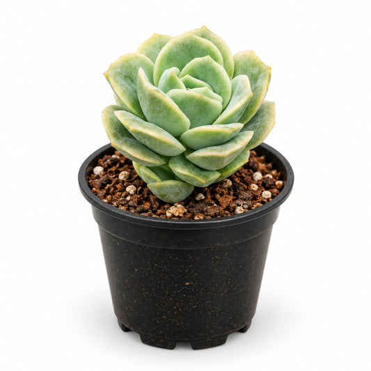 Green Echeveria rosette succulent in black nursery pot