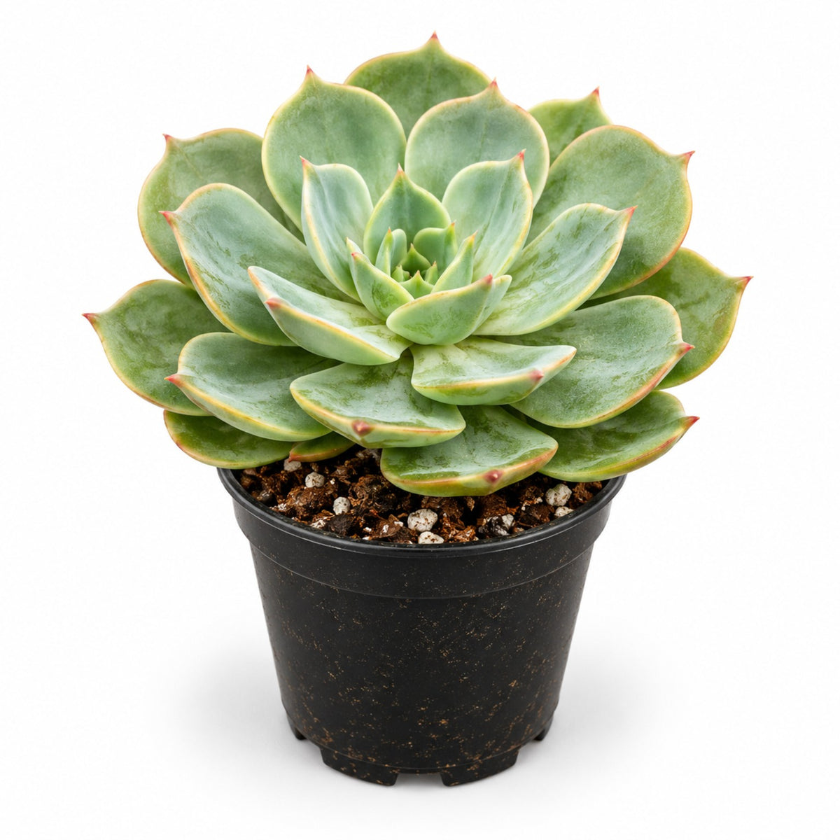 Green Echeveria rosette succulent in black nursery pot
