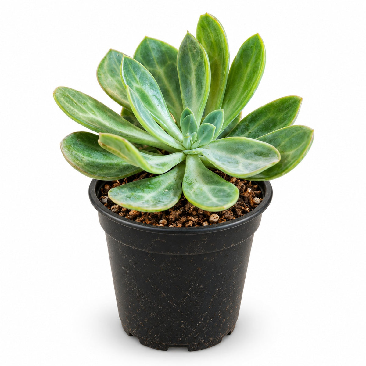 Green rosette succulent with broad fleshy leaves in black nursery pot