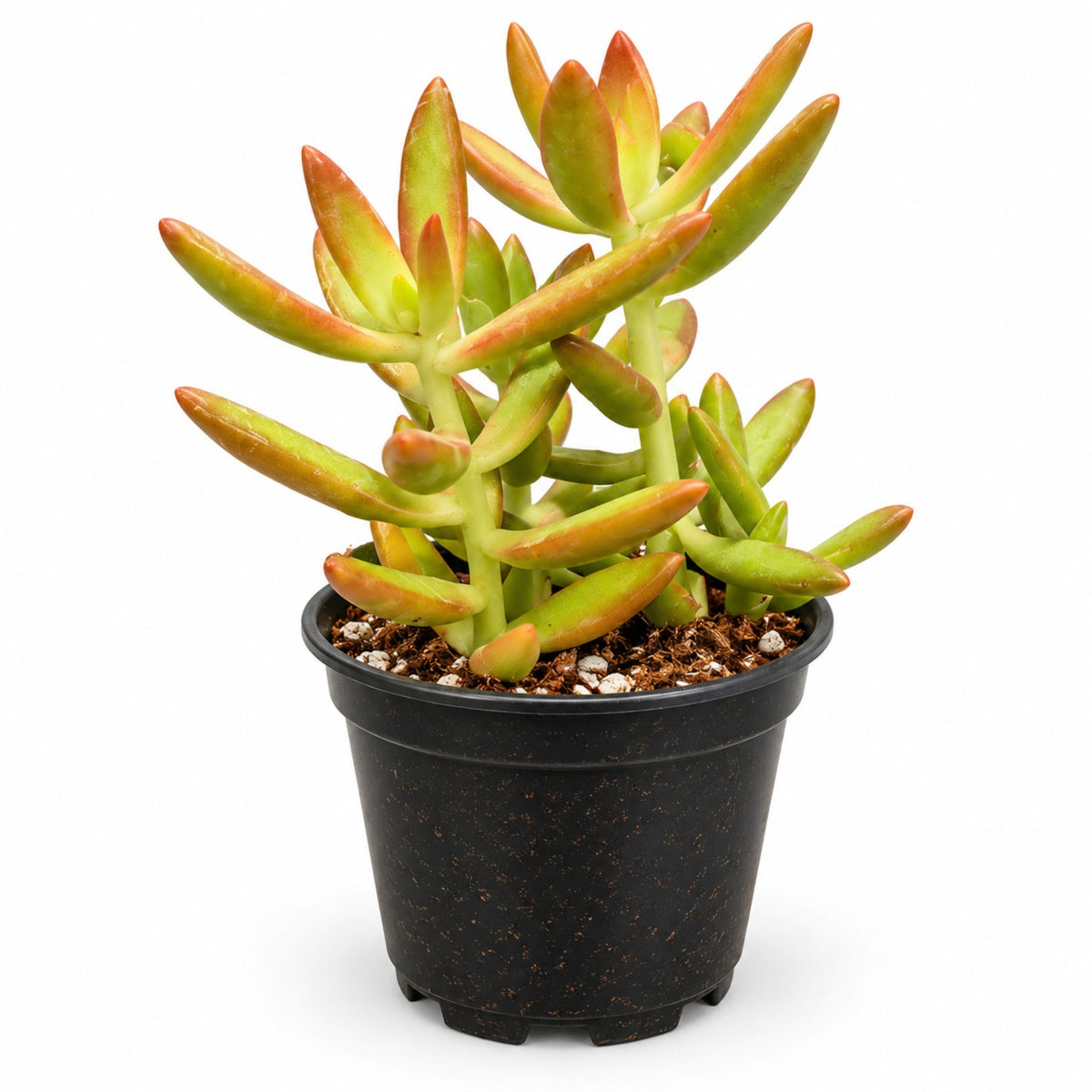Hobbit Jade Crassula ovata Hobbit with red tipped tubular leaves in black nursery pot