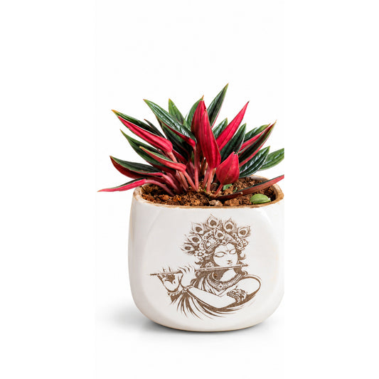 Front product image Krishna ceramic planter