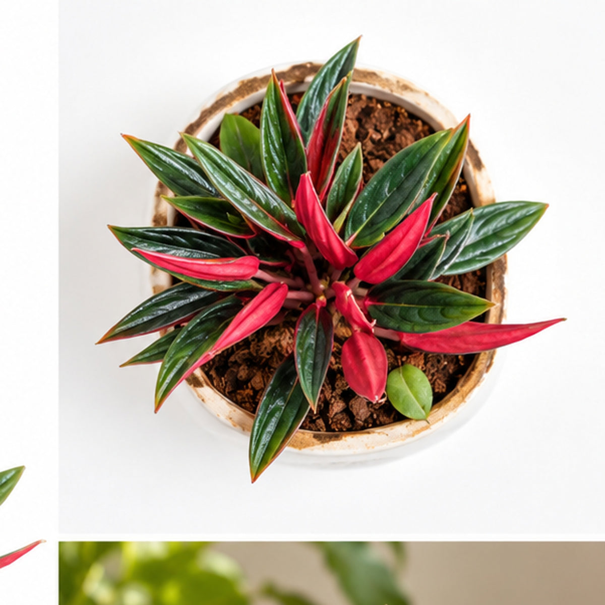 Top view of red green foliage plant