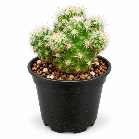 Mammillaria clumping cactus with green stems and white spines in black nursery pot