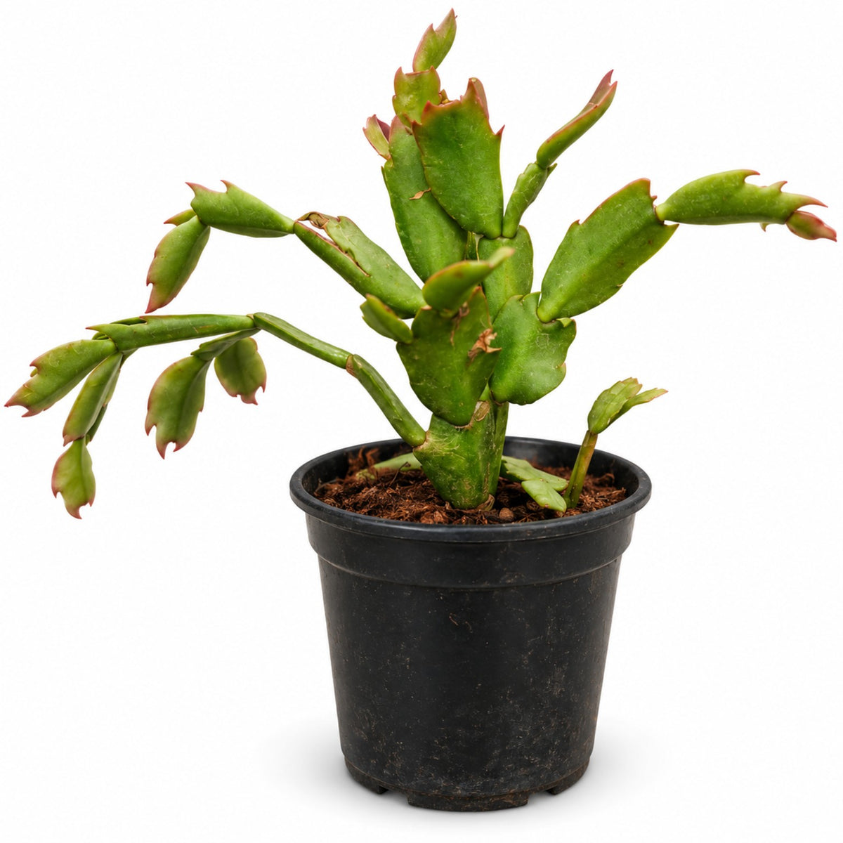 Schlumbergera Cactus – indoor flowering plant