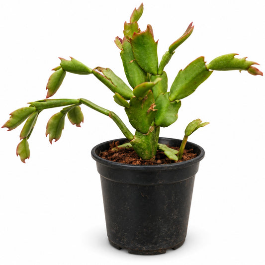 Schlumbergera Cactus – indoor flowering plant