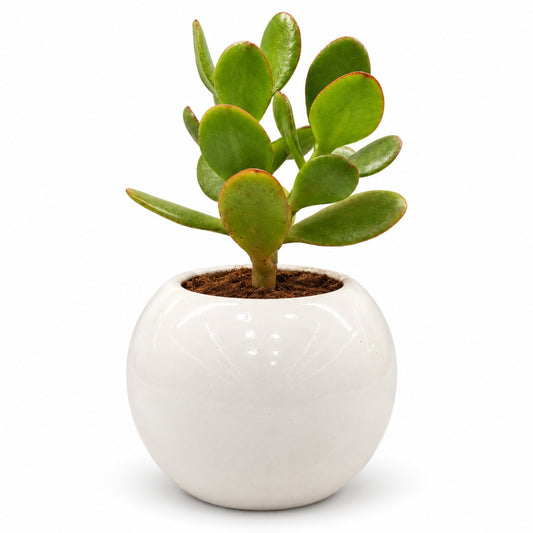 Jade Plant in White Ceramic Pot – My Plant My Taste
