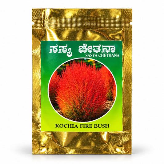Kochia Fire Bush Seeds – Sasya Chetana
