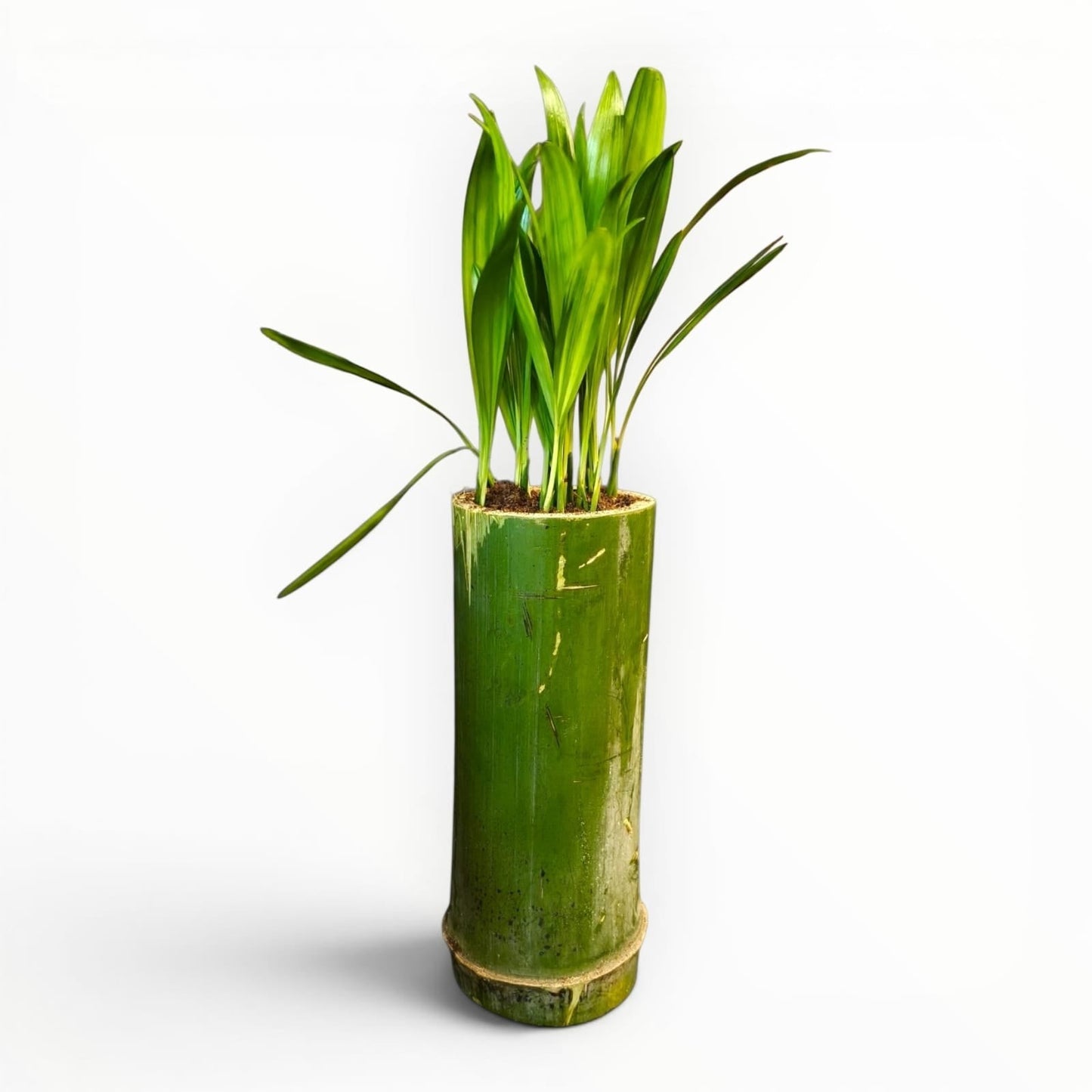 MyPlantMyTaste Areca Palm in a natural green bamboo planter, 8-12 inches tall, with vibrant green leaves.