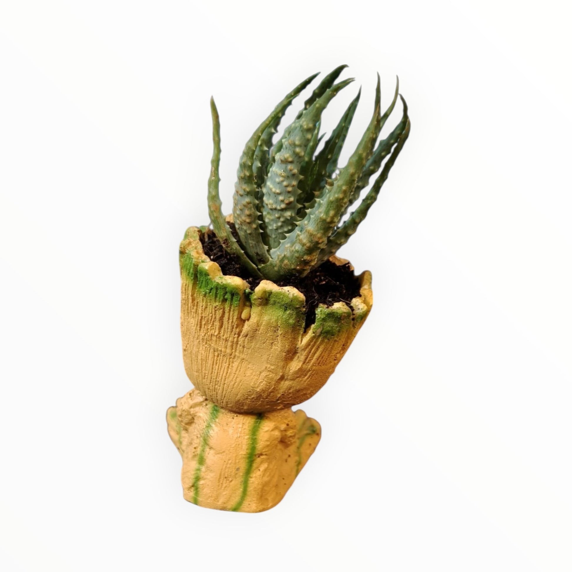 MyPlantMyTaste Baby Groot inspired planter with a green Haworthia succulent. Textured resin pot with green accents.
