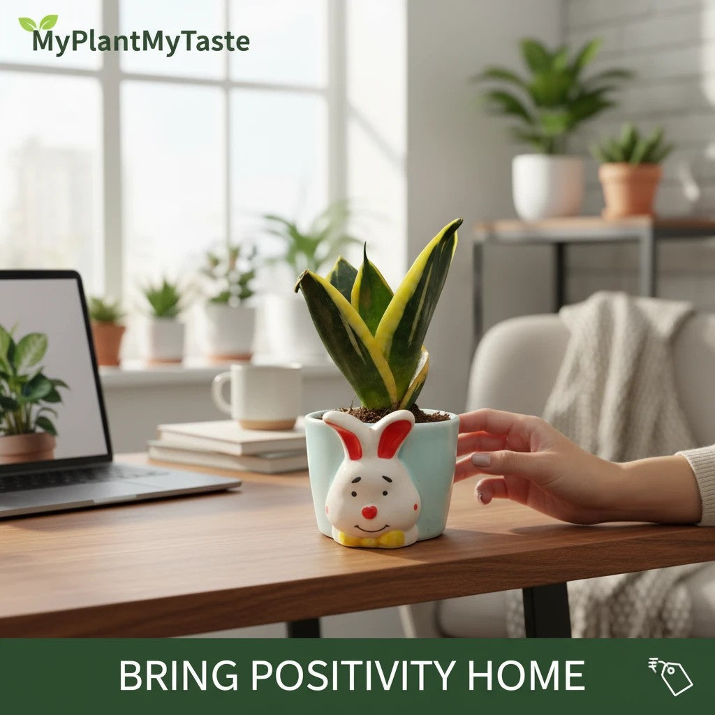 MyPlantMyTaste pastel blue ceramic bunny planter with a variegated snake plant.