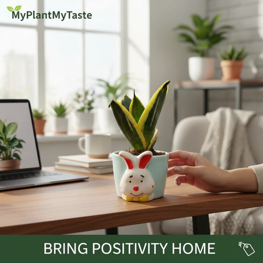 MyPlantMyTaste pastel blue ceramic bunny planter with a variegated snake plant.