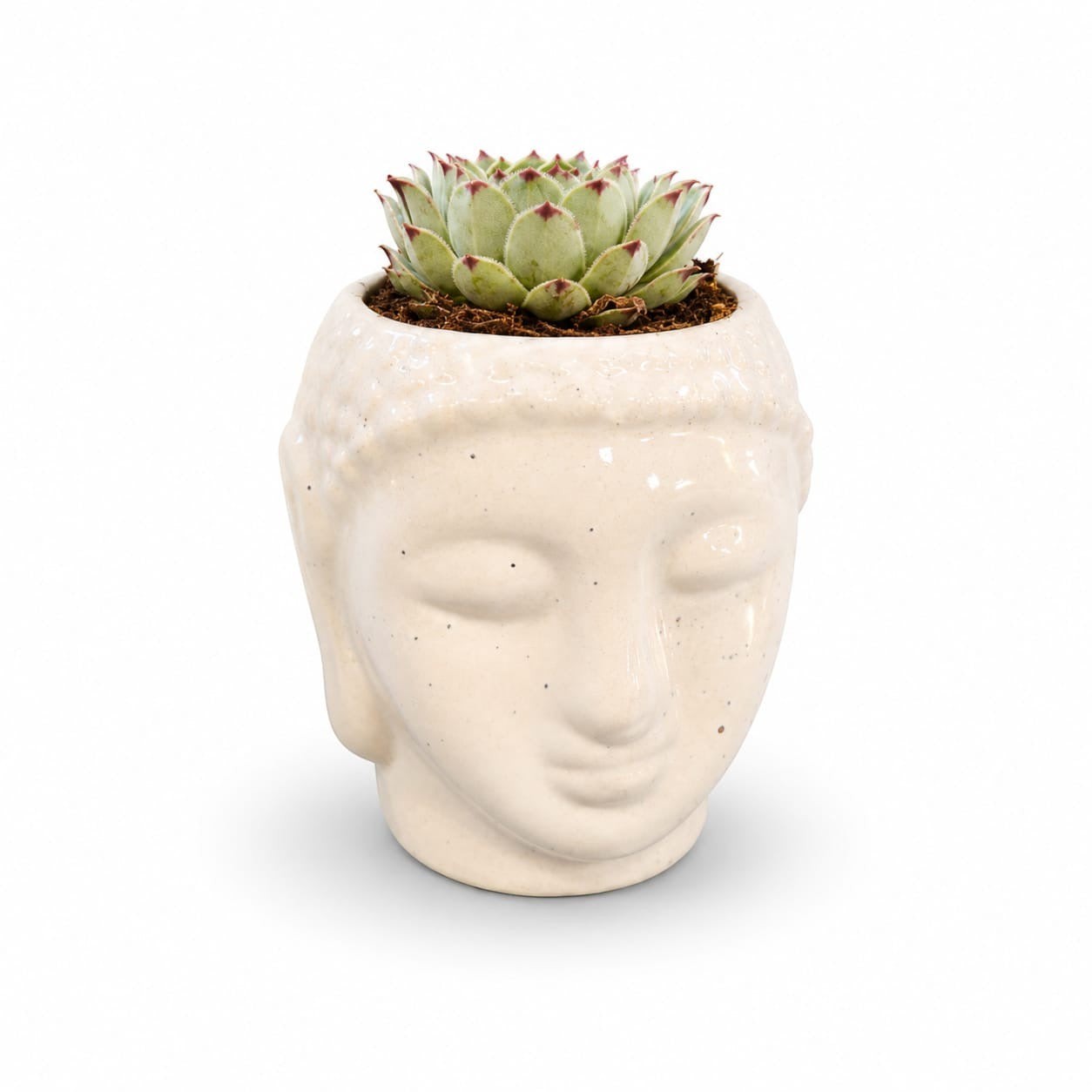 MyPlantMyTaste Echeveria succulent with red tips in a cream ceramic Buddha face planter.
