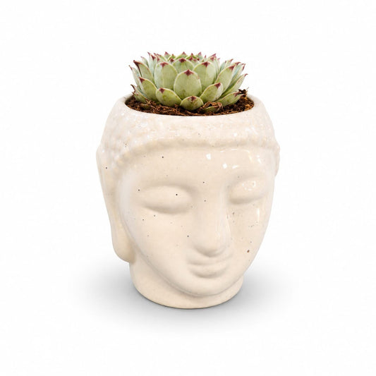 MyPlantMyTaste Echeveria succulent with red tips in a cream ceramic Buddha face planter.