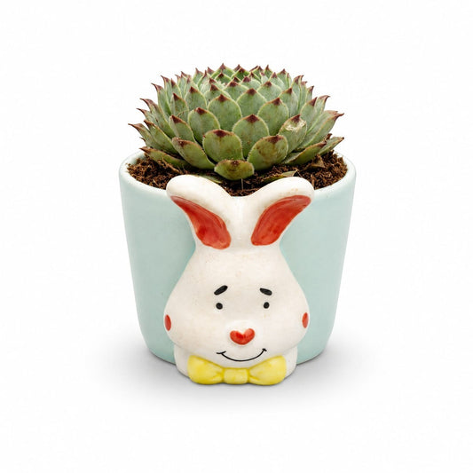 MyPlantMyTaste Echeveria succulent with red-tipped leaves in a pastel blue ceramic pot shaped like a bunny face with red ears and a yellow bow.