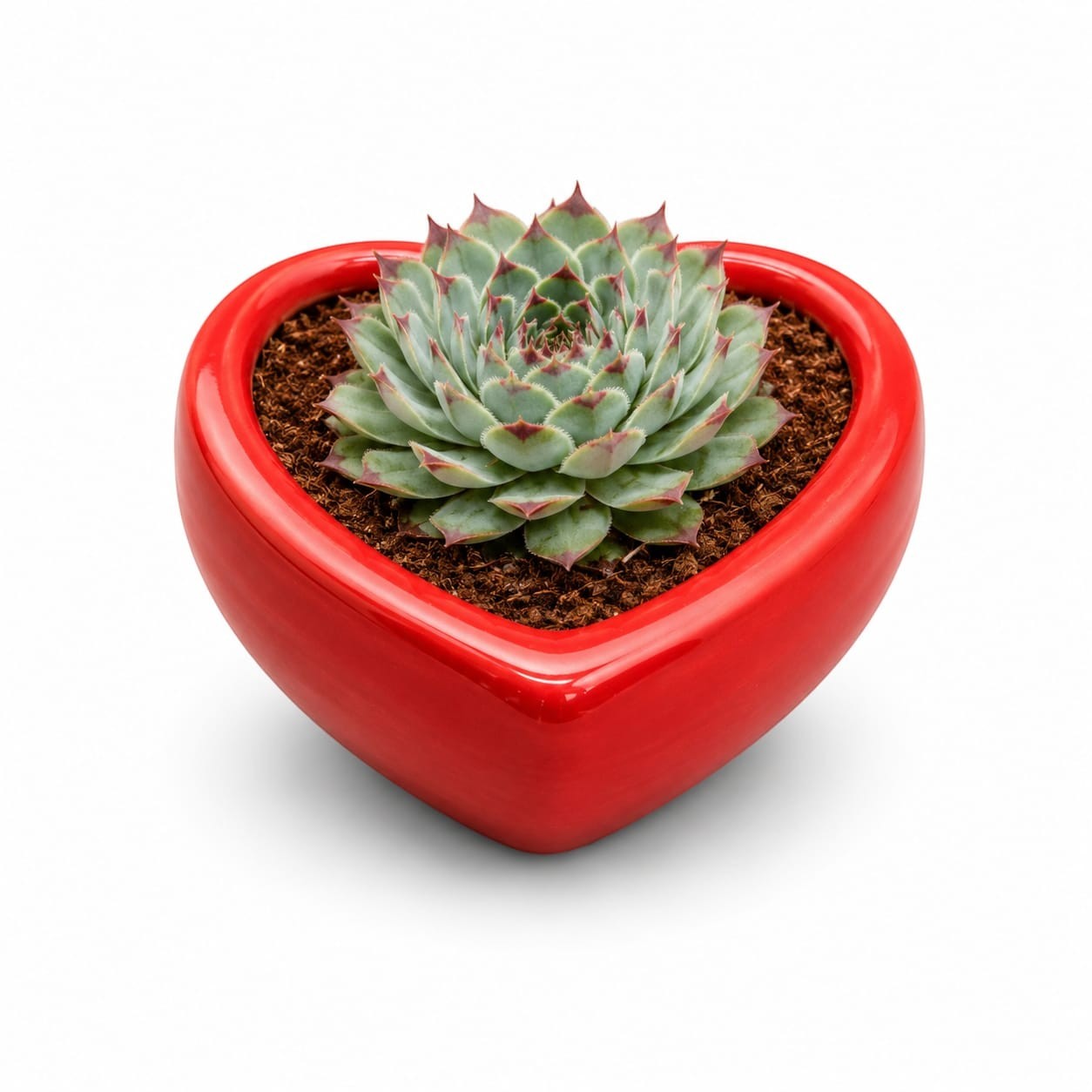 MyPlantMyTaste Echeveria succulent with red-tipped leaves in a glossy red heart-shaped ceramic planted
