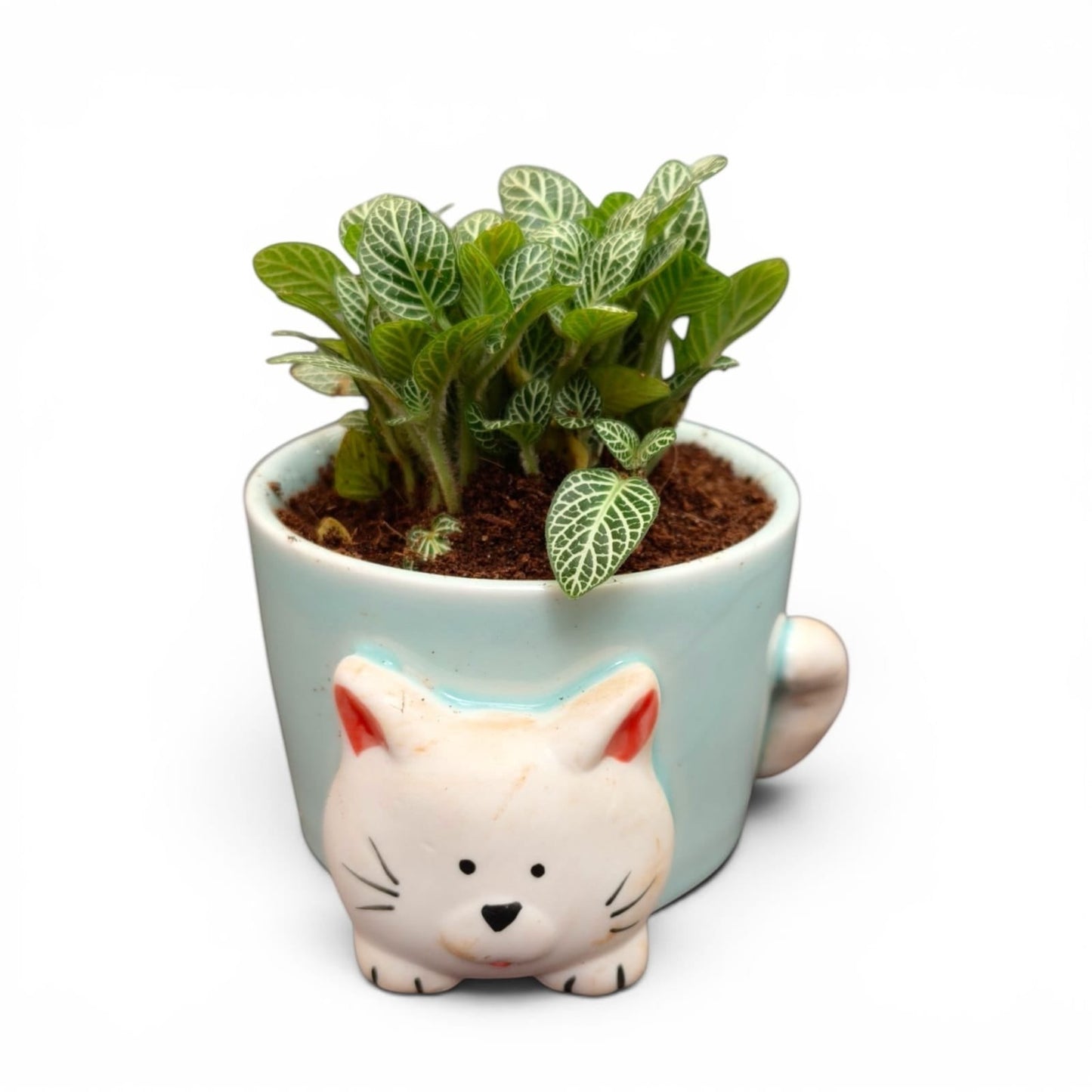 MyPlantMyTaste Fittonia plant with white-veined green leaves in a light blue ceramic planter shaped like a cute cat.